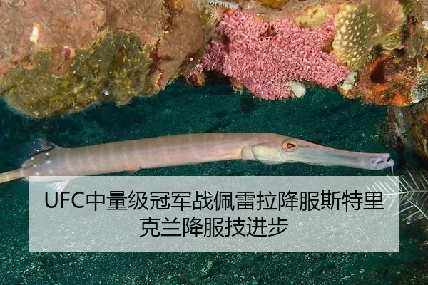 UFC中量级冠军战佩雷拉降服斯特里克兰降服技进步